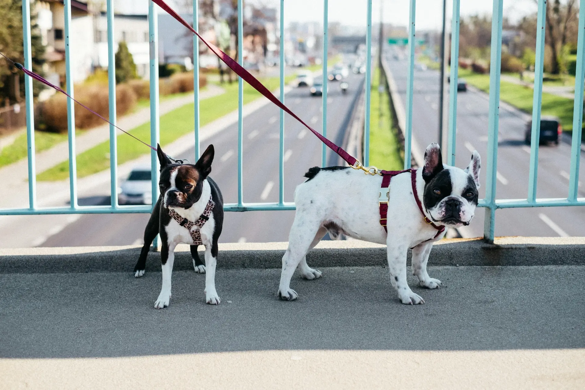 Maintaining Your Dogs Harness